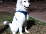 6 Aylık Aşılı Eğitimli Samoyed