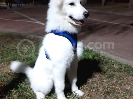 6 Aylık Aşılı Eğitimli Samoyed görsel
