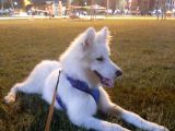 6 aylık Aşılı Eğitimli samoyed