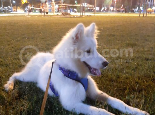 6 Aylık Aşılı Eğitimli Samoyed