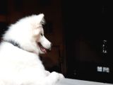 6 Aylık Aşılı Eğitimli Samoyed