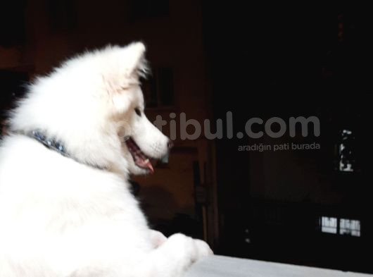 6 Aylık Aşılı Eğitimli Samoyed görsel