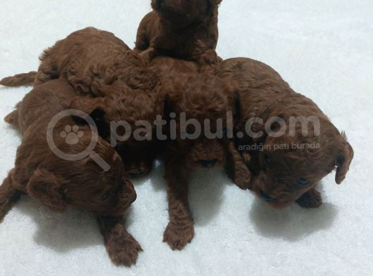 Toy Poodle Şirin Bebeklerimiz görsel