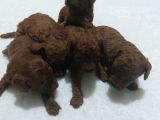 Toy Poodle Şirin Bebeklerimiz