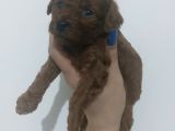 Toy poodle şirin bebeklerimiz