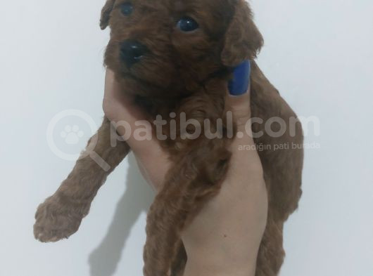 Toy Poodle Şirin Bebeklerimiz