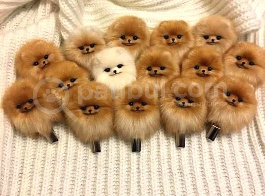Daha Önce Aşık Olmadıysanız Bu Pomeranianlara Olacaksınız