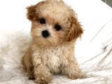 Kahve tonlu mini boy puppy sevimli yavrular MALTİPO CİNSİ 