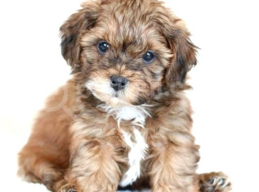 Kahve Tonlu Mini Boy Puppy Sevimli Yavrular Malti̇po Ci̇nsi̇  görsel