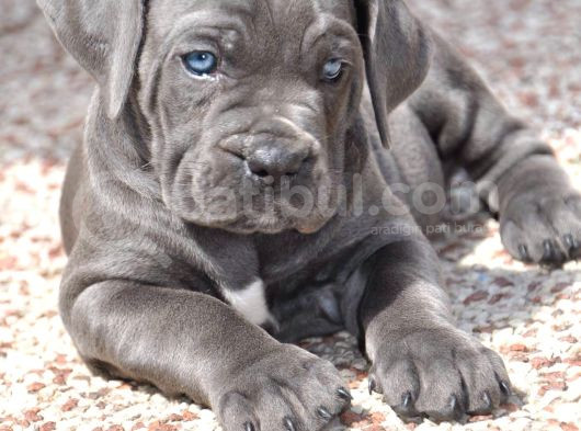 Şu Tipe Bakarmısınız Dev Gibi Cane Corso Harikasal