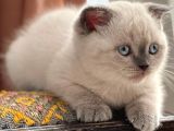 Scottish blue point maltepe istanbul