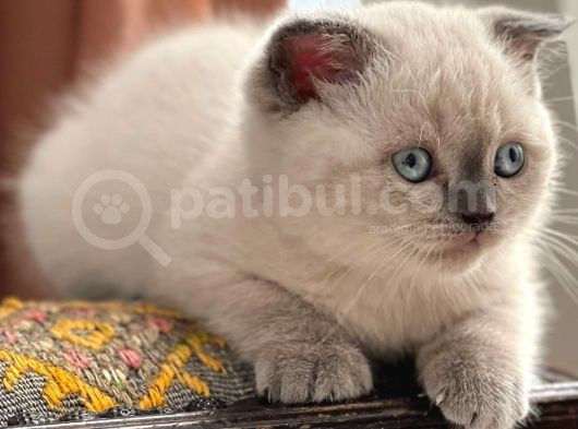Scottish Blue Point Maltepe Istanbul