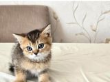 Orijinal British Shorthair Golden-Silver Yavrular