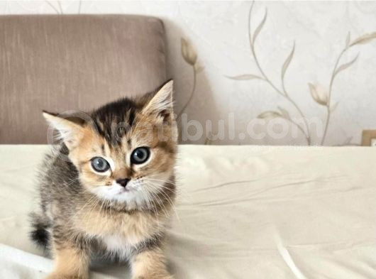 Orijinal British Shorthair Golden-Silver Yavrular görsel