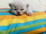 9 Günlük Yeni Bebeklerimiz