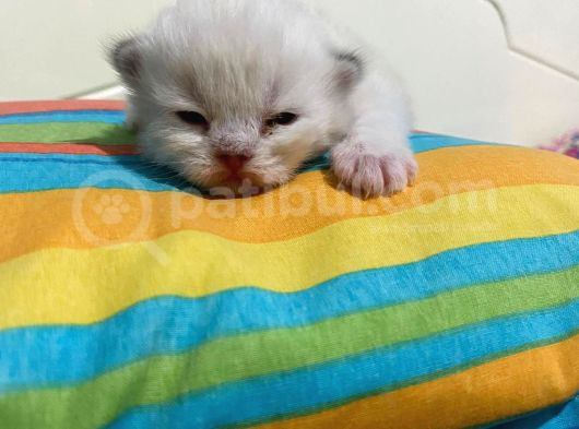 9 Günlük Yeni Bebeklerimiz görsel
