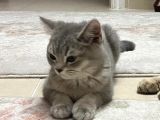 Orijinal British Shorthair Golden-Silver Yavrular