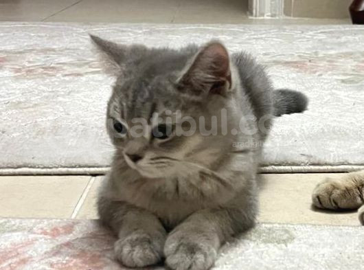 Orijinal British Shorthair Golden-Silver Yavrular görsel