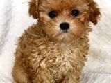 Kıpkırmızı Red Tooy Poodle Sevimli Yavrular 