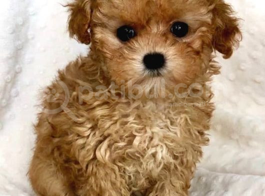 Kıpkırmızı Red Tooy Poodle Sevimli Yavrular  görsel
