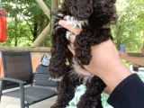Italyan Orjinal Lagotto Yavrular