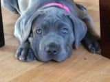 Şu Tipe Bakarmısınız Dev Gibi Cane Corso Harikasal