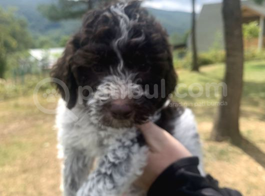 Italyan Orjinal Lagotto Yavrular görsel