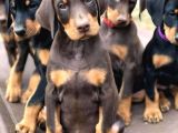 Kafa Dengi Adam Bulamıyor Musun Sorun Değil Bir Doberman Al