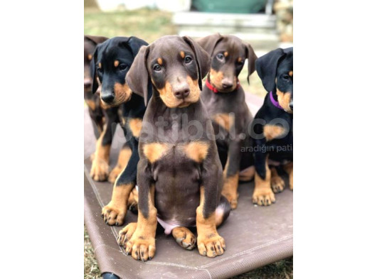 Kafa Dengi Adam Bulamıyor Musun Sorun Değil Bir Doberman Al görsel