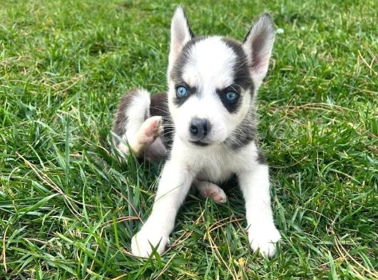 Büyüleyen Mavi Gözlü Husky Yavrular Sizi Bekliyor görsel