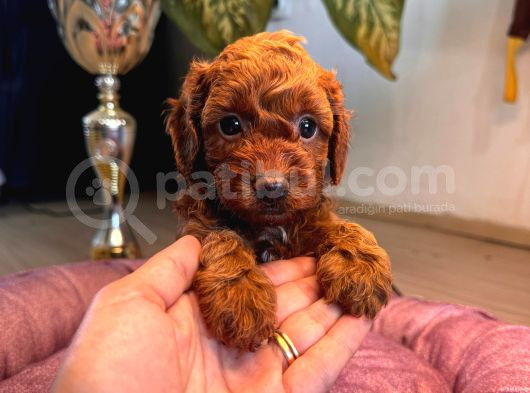 En Akıllı Apartman Köpeği A Secereli Toy Poodle görsel
