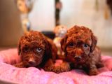 En akıllı apartman köpeği a secereli toy poodle