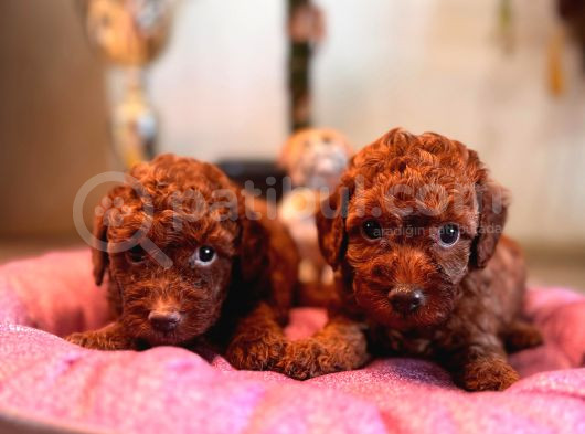 En Akıllı Apartman Köpeği A Secereli Toy Poodle
