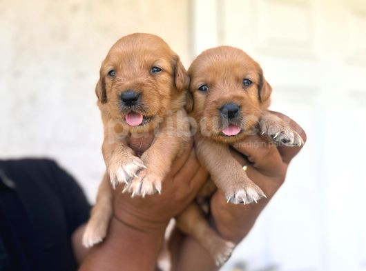Bebek Yüzlü Golden Retriever A Kali̇te Irk görsel