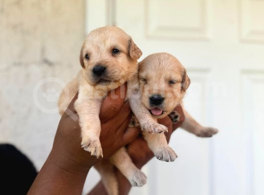 Bebek Yüzlü Golden Retriever A Kali̇te Irk görsel