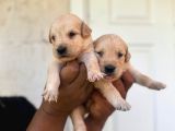 Bebek Yüzlü Golden Retriever A Kali̇te Irk