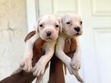 Güç Sevenlere American Bulldog Yavrularımız