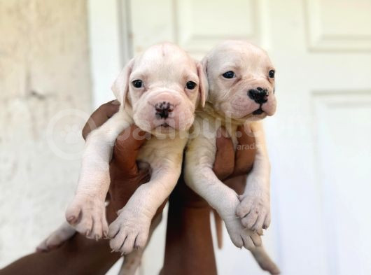Güç Sevenlere American Bulldog Yavrularımız görsel