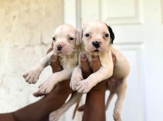 Güç Sevenlere American Bulldog Yavrularımız görsel