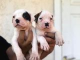 Güç sevenlere american bulldog yavrularımız