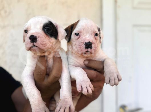 Güç Sevenlere American Bulldog Yavrularımız