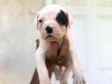 En iyi bekçi köpeği ırkı a secereli Dev Amerikan bulldog