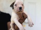 Güç Sevenlere American Bulldog Yavrularımız