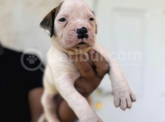 Güç Sevenlere American Bulldog Yavrularımız görsel