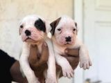 En Iyi Bekçi Köpeği Irkı A Secereli Dev Amerikan Bulldog