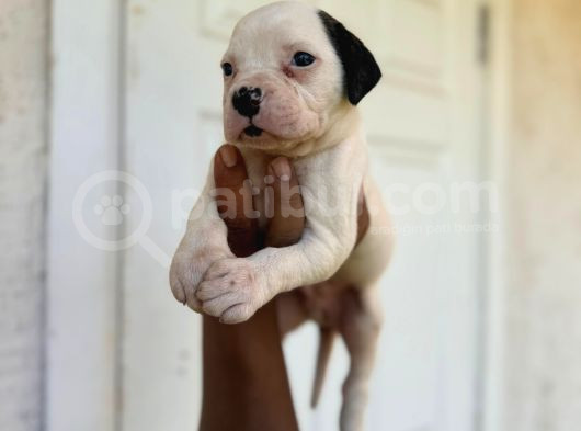En Iyi Bekçi Köpeği Irkı A Secereli Dev Amerikan Bulldog görsel