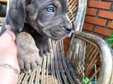 Son bir blue erkek