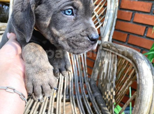 Son Bir Blue Erkek