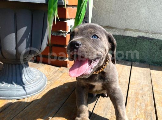 Son Bir Blue Erkek görsel