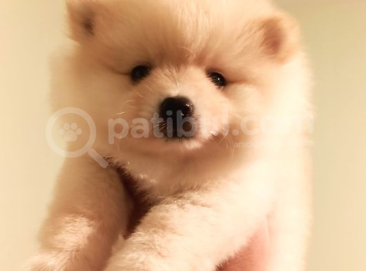 Teddy Bear Tuvalet Eğitimli Ev Üretimi Pomerian Boo Yavrular görsel